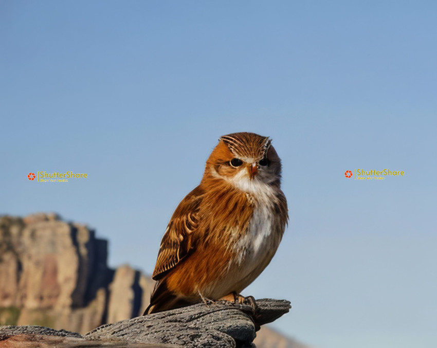 Burrowing Owl Perched on a Branch