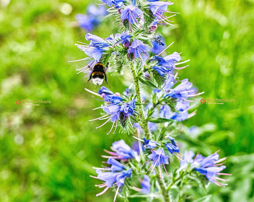 Bumblebee on Purple Wildflowers