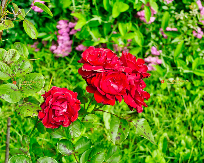 Vibrant Red Roses in Garden - Brno, Czech Republic