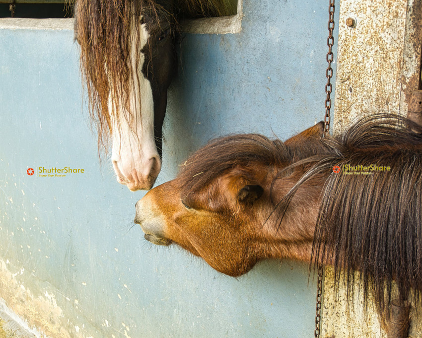 Horse Companionship