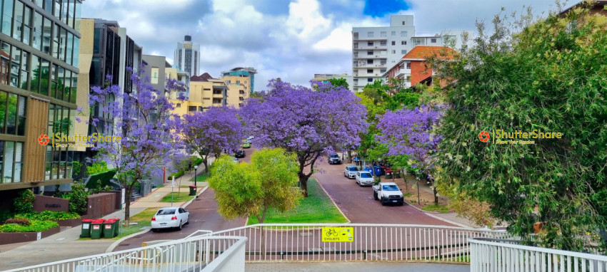 Beautiful Jacaranda Trees in Bloom