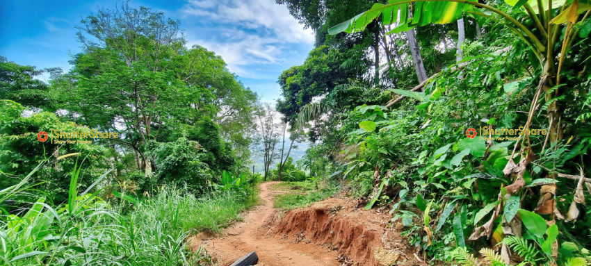 Tropical Forest Pathway in Chalong, Thailand - January 2023