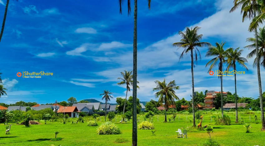 Lush Green Landscape with Palm Trees in Thailand