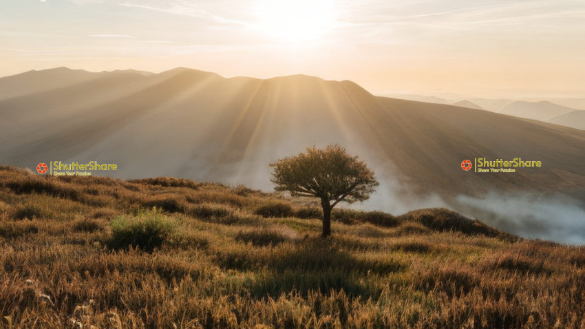 Solitary Sentinel at Sunset