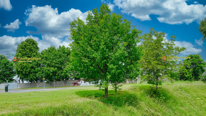 Lush Green Tree in Brno, Czech Republic