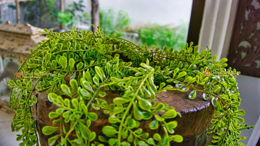 Green Plant on Wooden Surface