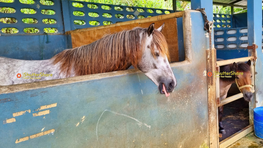 Horse in Stable in Chalong, Thailand