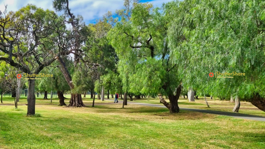 Scenic Park with Lush Green Trees