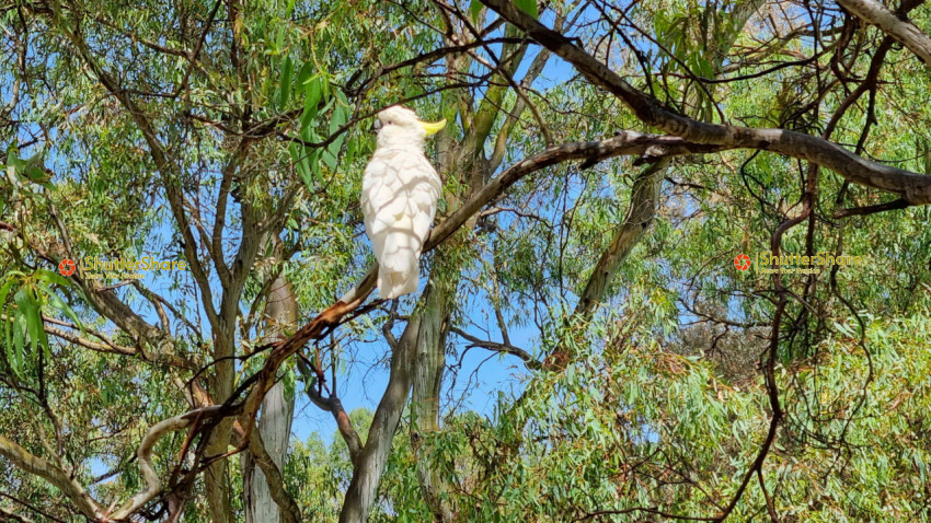 Sulphur-Crested Cockatoo in Adelaide, South Australia