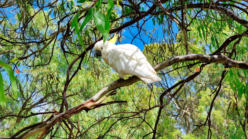 Sulphur-Crested Cockatoo in an Australian Tree