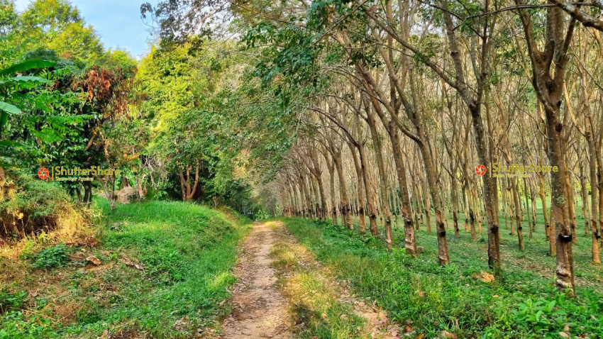 Forest Path in Chalong, Thailand - January 2023