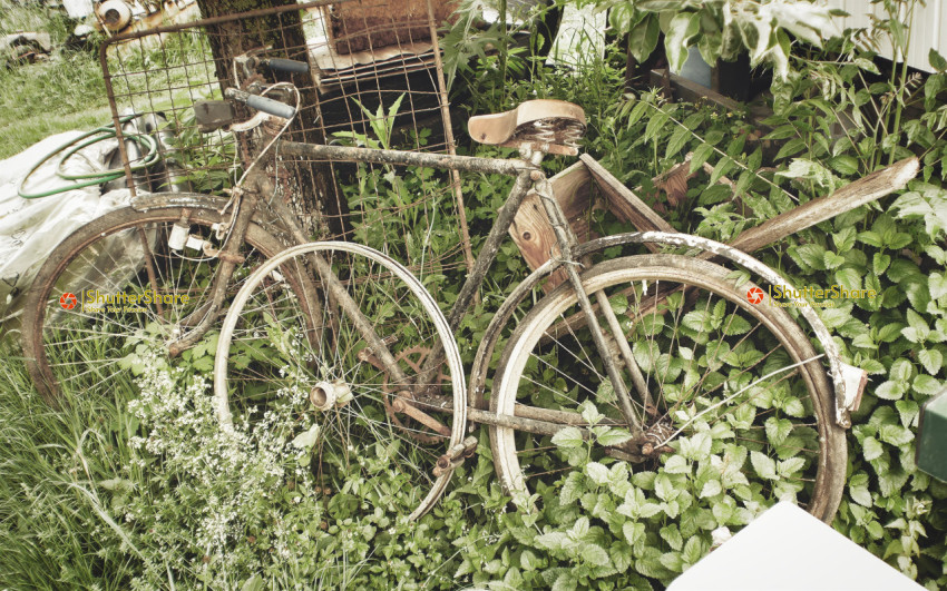 Abandoned Bicycle Overgrown with Vegetation