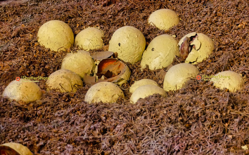 Dinosaur Eggs Display in Brno Museum