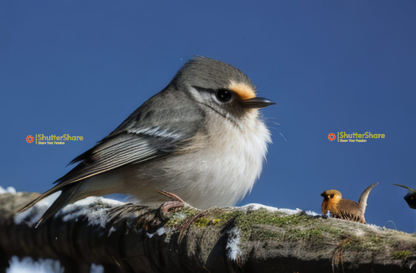 Boreal Chickadee Close-up