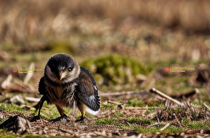 Curious Burrowing Owl Chick