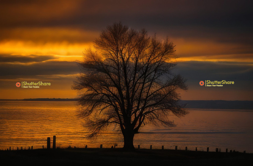 Solitary Silhouette at Sunset