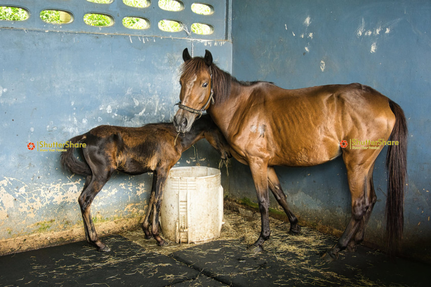 Mother and Foal in Stable