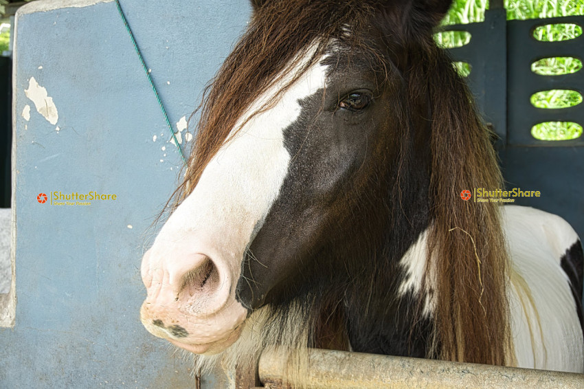 Portrait of a Horse