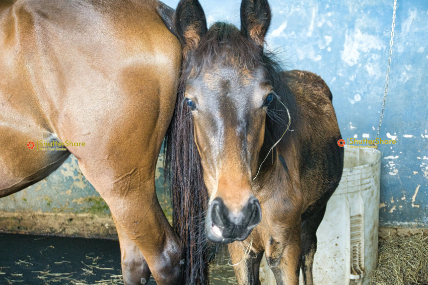 Curious Foal with Mare