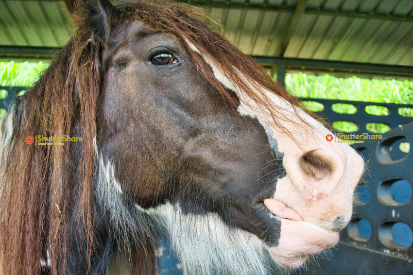 Majestic Horse in Stable