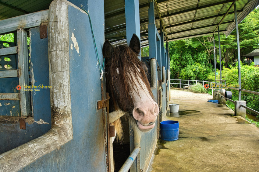 Horse in Stable Corridor