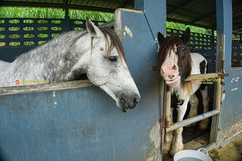 Two Horses in Stable