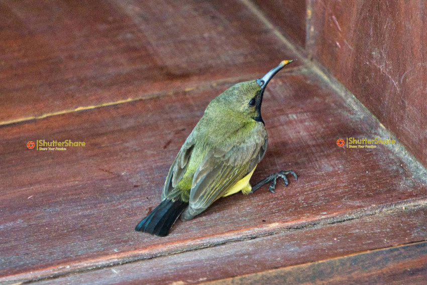 Small Bird on Wooden Surface