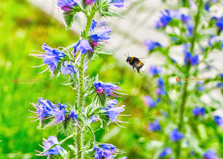 Bumblebee Flying Near Purple Wildflowers