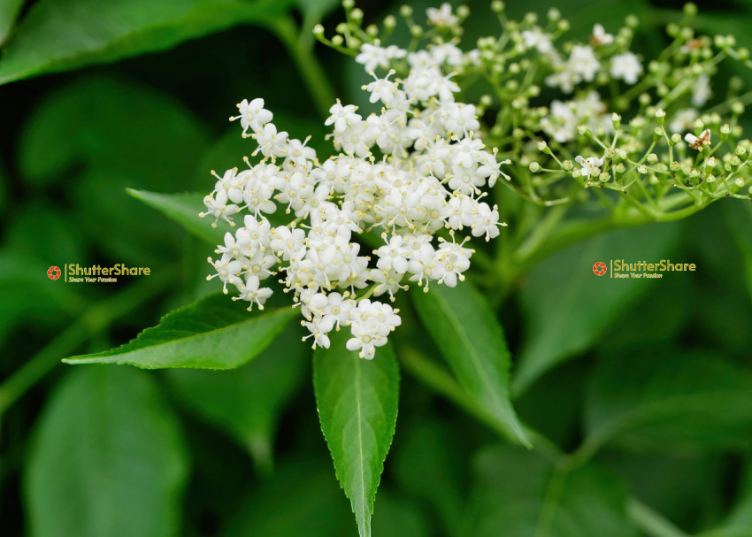 Close-Up of Elderflower Blossoms