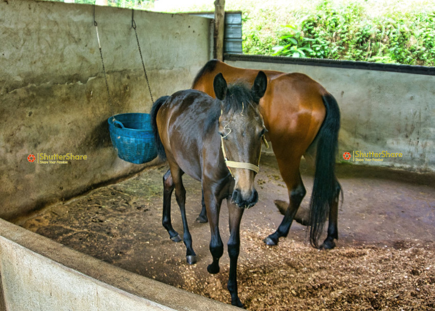 Stable with Horses