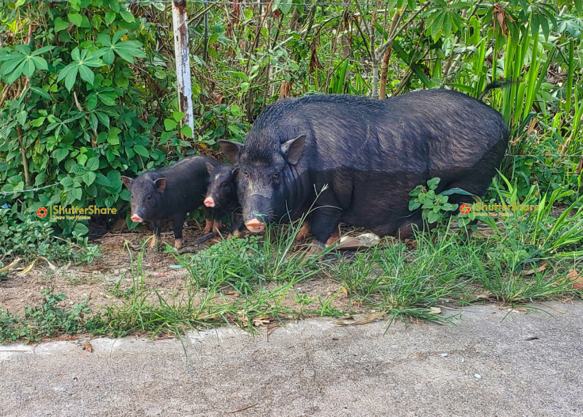 Wild Pigs in Lush Greenery