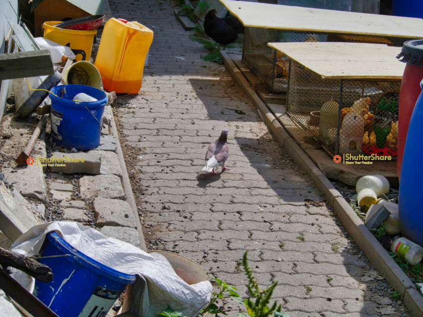 Pigeon Walking Through a Cluttered Backyard