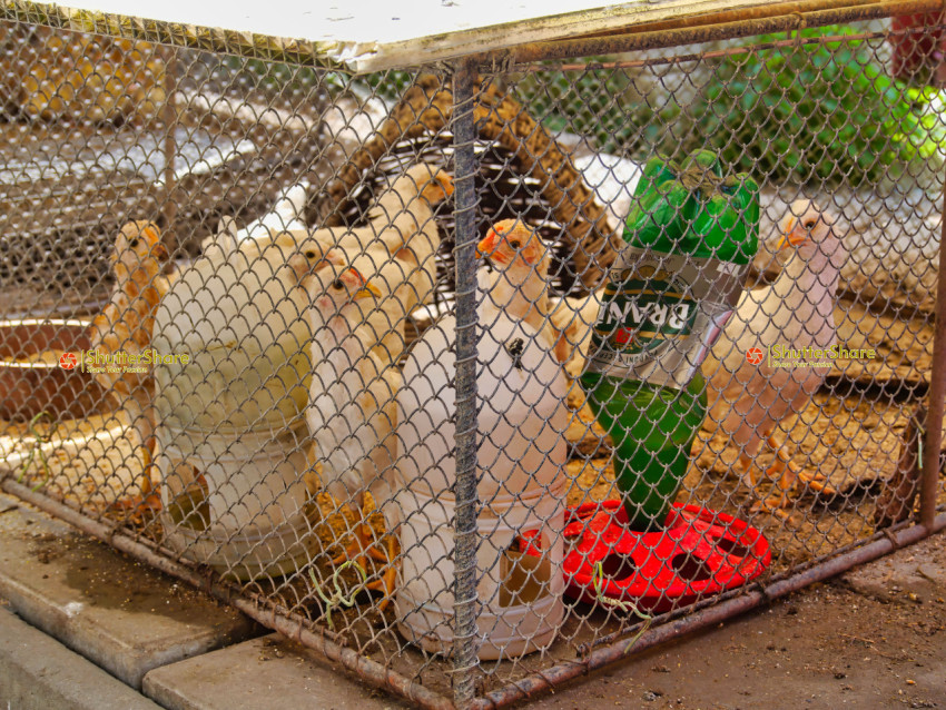 Chickens in a Wire Cage with a Plastic Bottle Feeder