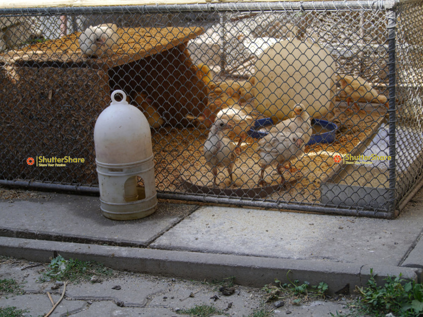 Chicks in a Cage