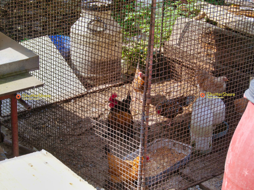 Rooster and Hens in a Wire Cage