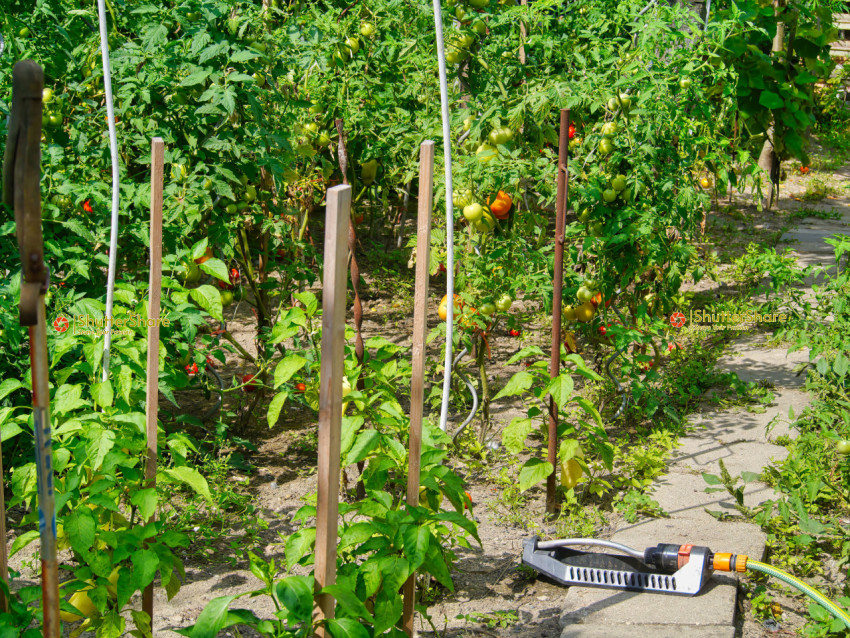 Lush Vegetable Garden with Tomato and Pepper Plants