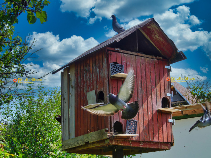 Pigeon Taking Flight from Red Wooden Dovecote