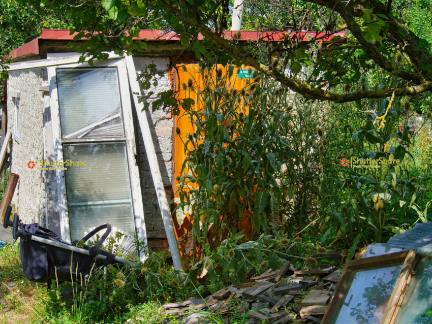 Abandoned Shed with Overgrown Vegetation