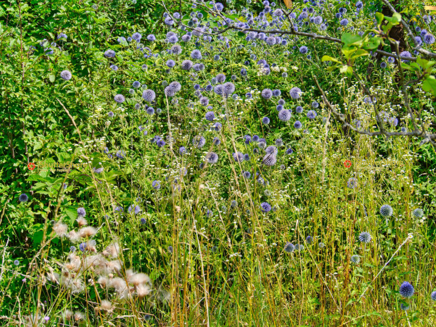 Vibrant Blue Flowers in a Summer Meadow