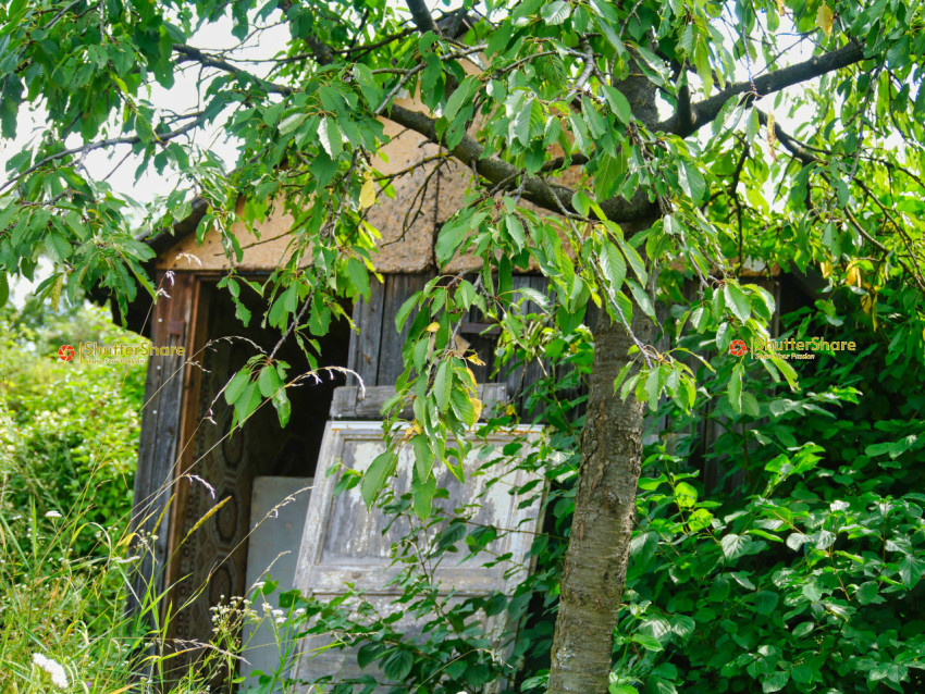 Abandoned Shed Hidden in Overgrown Garden