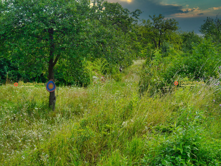 Archery Target in a Summer Meadow