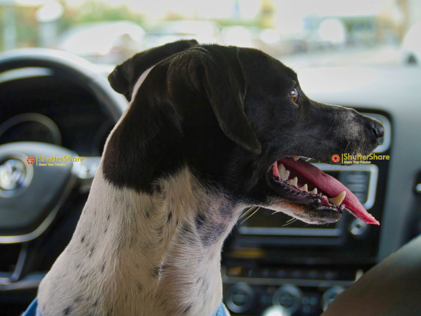 Happy Dog on Car Ride