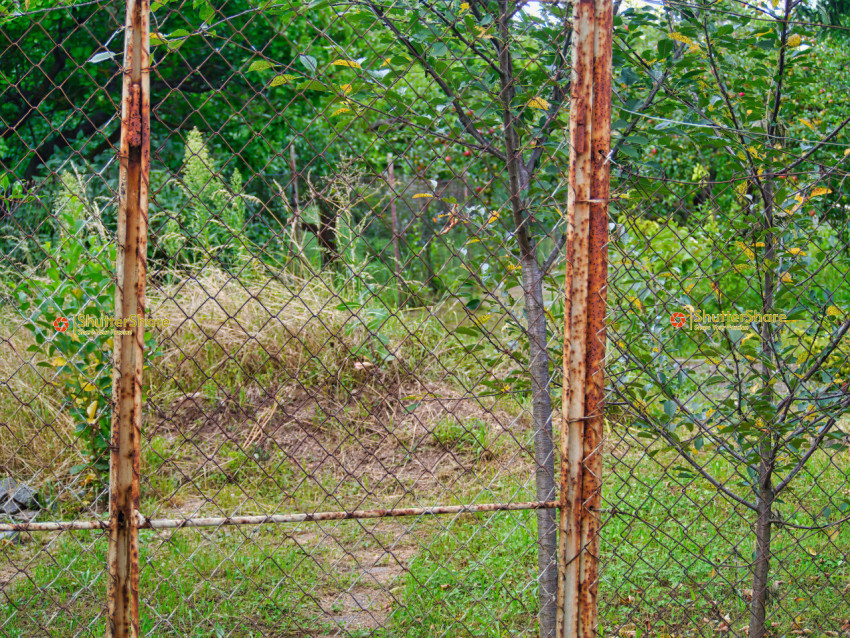 Rusty Chain-Link Fence with Overgrown Vegetation