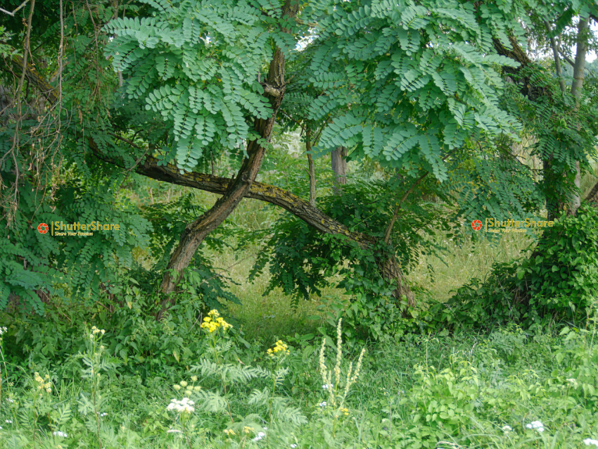 Overgrown Path with Sunlight Filtering Through