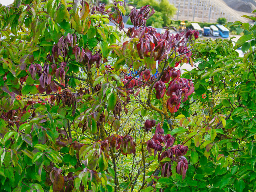 Purple-Leaved Shrub in Urban Setting