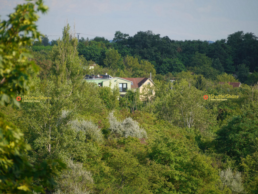 Urban Houses Amidst Greenery