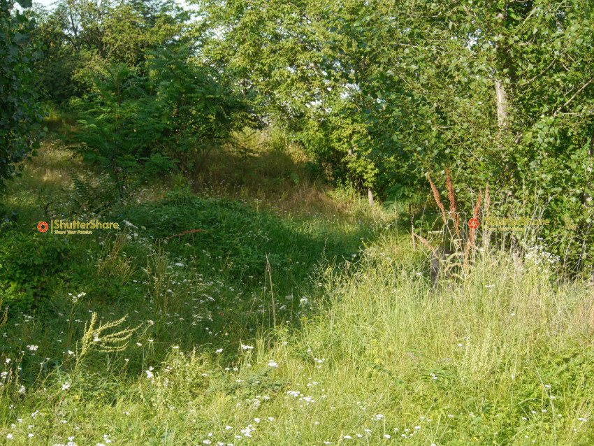 Overgrown Meadow with Wildflowers