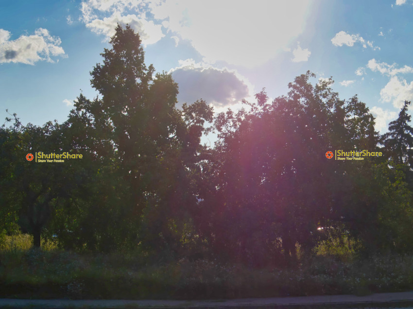 Golden Hour Through the Trees