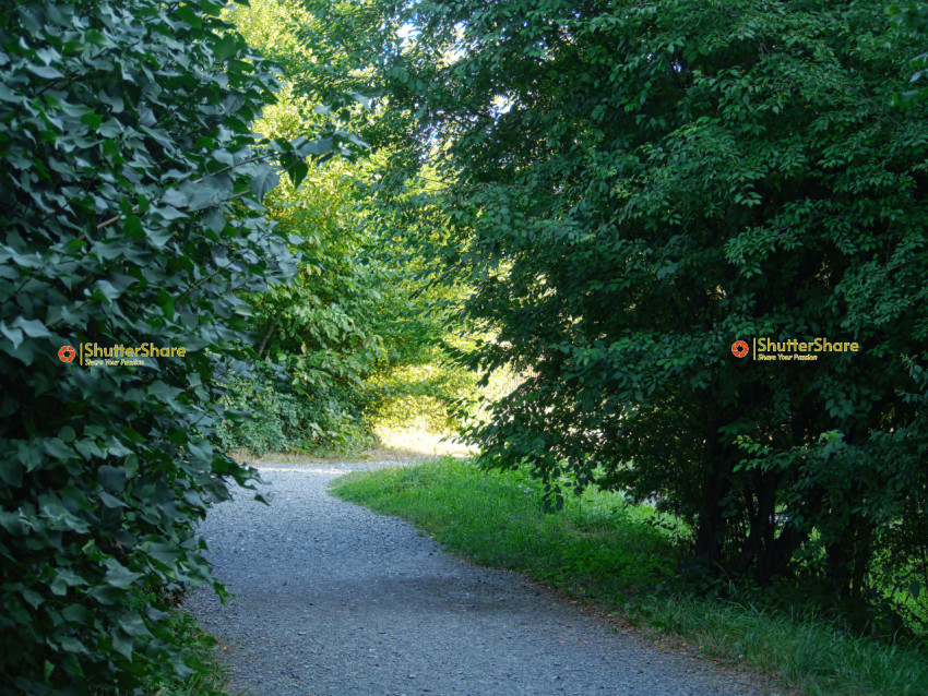 Serene Forest Path