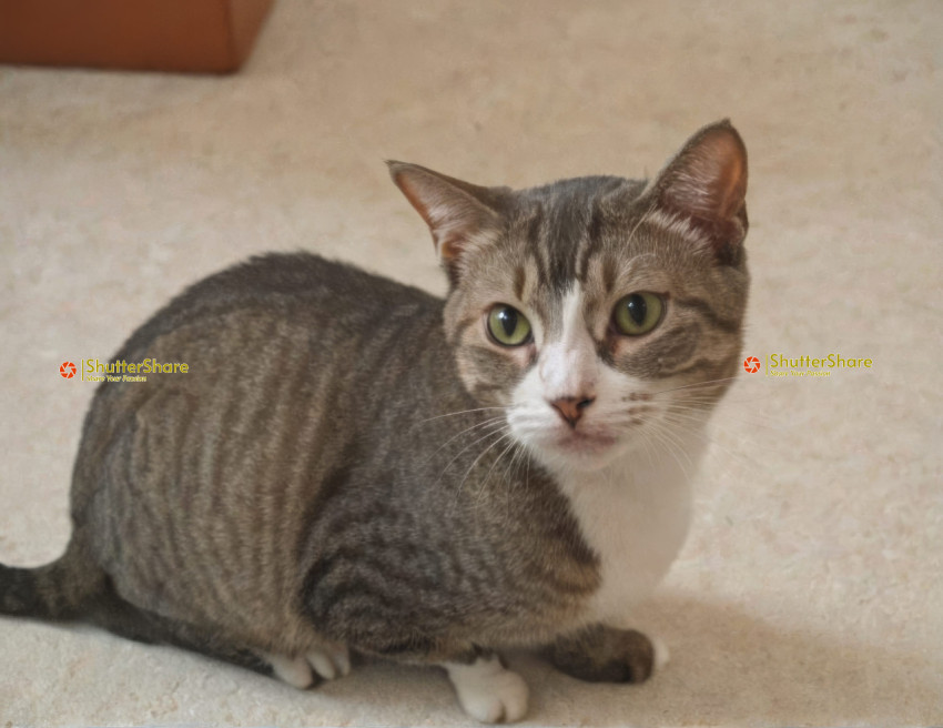 Gray and White Tabby Cat Taking a Break